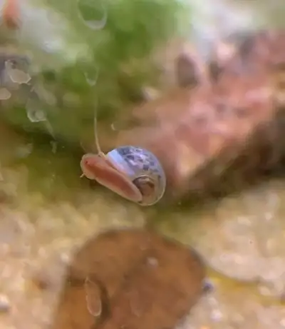 Lovingly raised, healthy ramshorn snails Many colour morphs available - Brown leopard, pink leopard,...