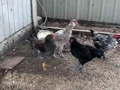 Free Roosters, View more