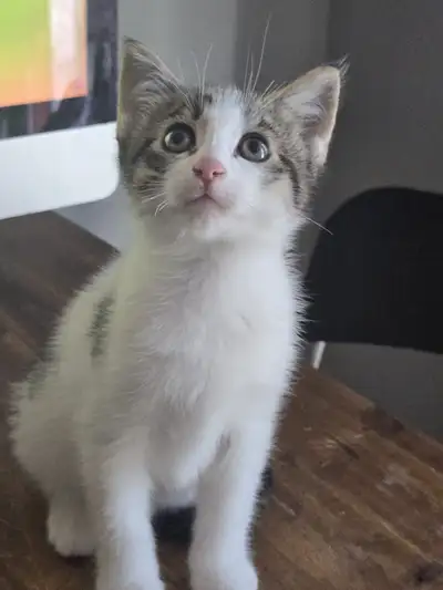 Male Kitten for Rehoming , View more