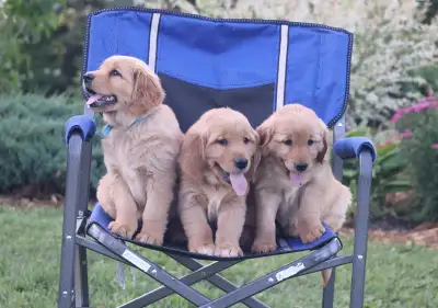 Adorable Golden Retriever Puppies, View more