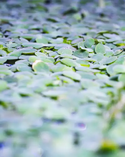 Dwarf Water Lettuce, View more
