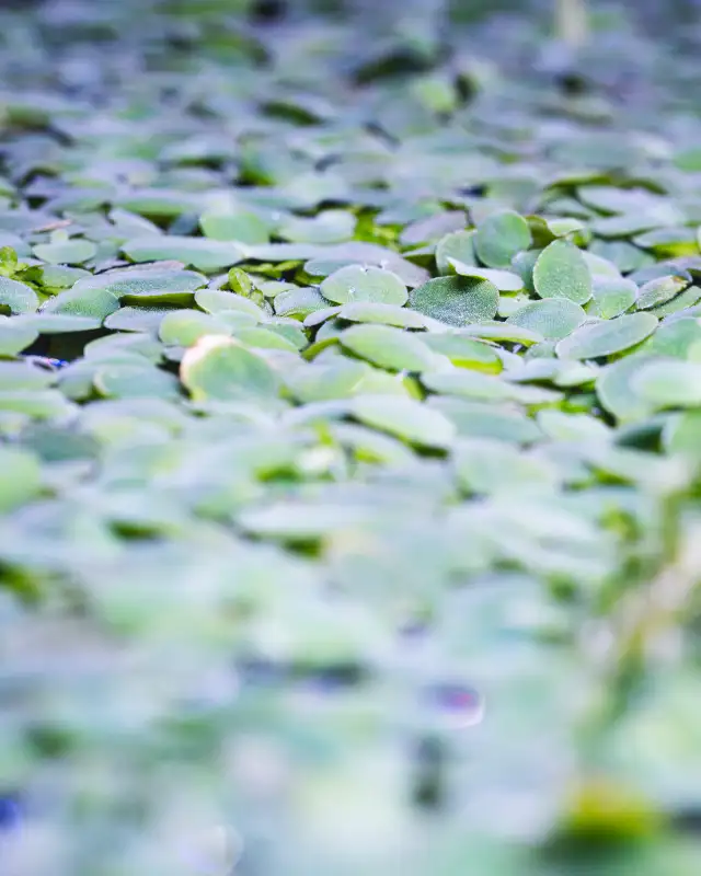 Dwarf Water Lettuce in Fish for Rehoming in Ottawa - Image 2