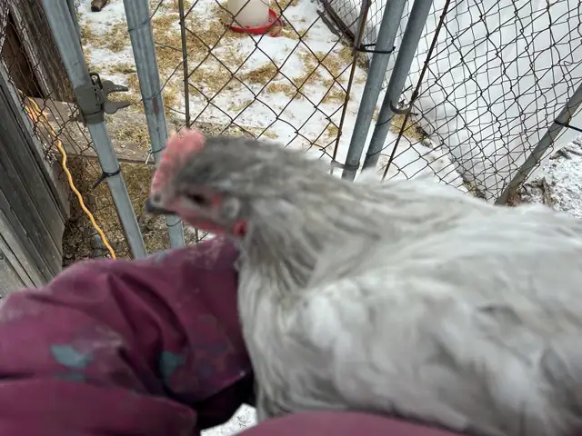Lavender Orpington Rooster - 3 months old in Livestock in Hamilton - Image 2