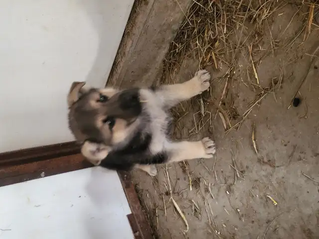 German Shephard puppies in Dogs & Puppies for Rehoming in Norfolk County - Image 15