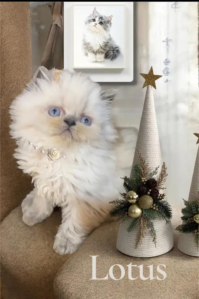 Purrfect purring Persian kittens ( price negotiable) in Cats & Kittens for Rehoming in Mississauga / Peel Region - Image 7