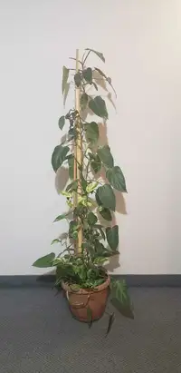 Belle plantes  grimpante d'intérieur, 180 cm