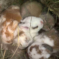  Pedigree Holland lop Baby bunnies