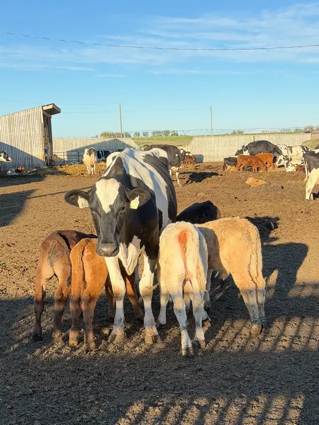 Exposed Nurse Cows  in Livestock in Lethbridge - Image 8