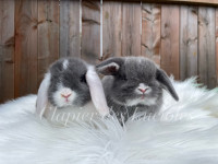 Clapier des Lucioles - Élevage de lapins pure race