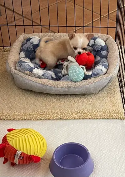 ❤️ Puppies born from Canadian Kennel Club REG'd Parents. YOU can be SURE that you are getting a PURE...
