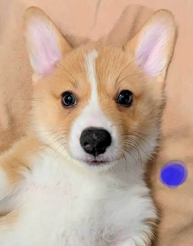 Pembroke Welsh Corgi Puppies in Dogs & Puppies for Rehoming in Kawartha Lakes - Image 7