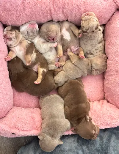 Absolutely Gorgeous Purebred English Bulldog Puppies, 4 are available from our Amazing litter of 8 P...
