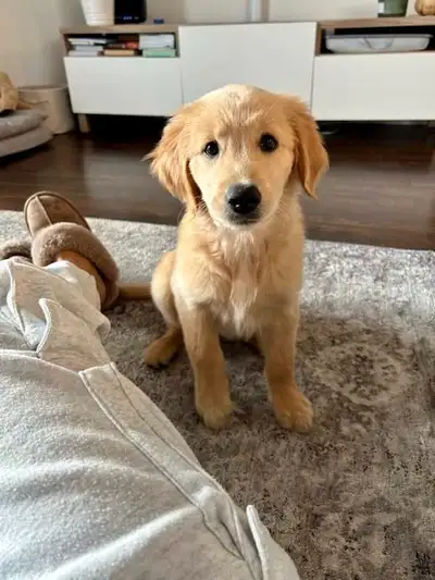 Golden retriever prêt fin sept., View more