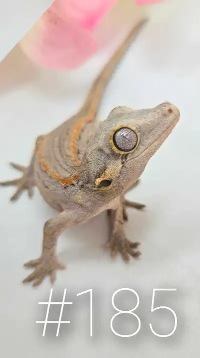 Unique Striped Gargoyle Gecko Available, unsexed , View more