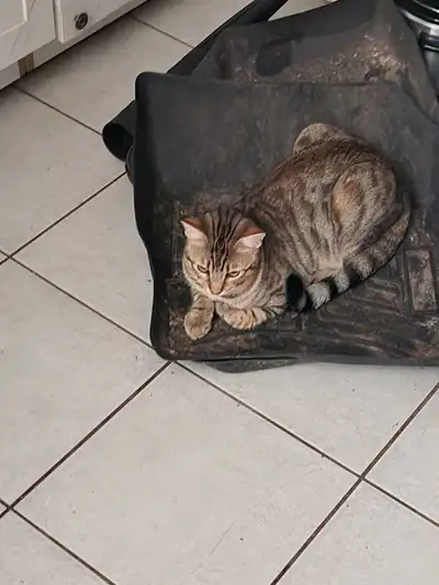 almost 1 years old male bangle mix that needs a loving home , View more
