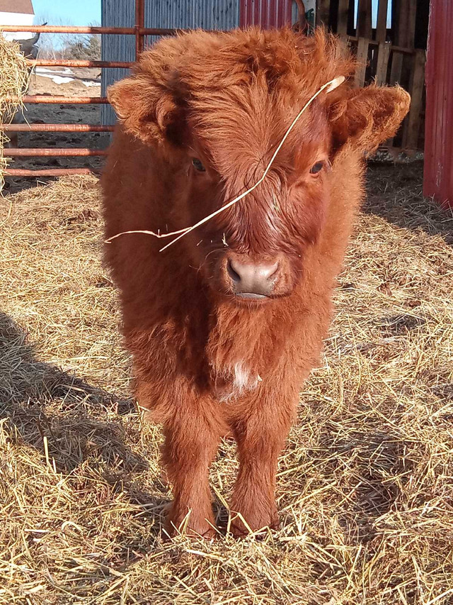 Bull calf in Livestock in New Glasgow