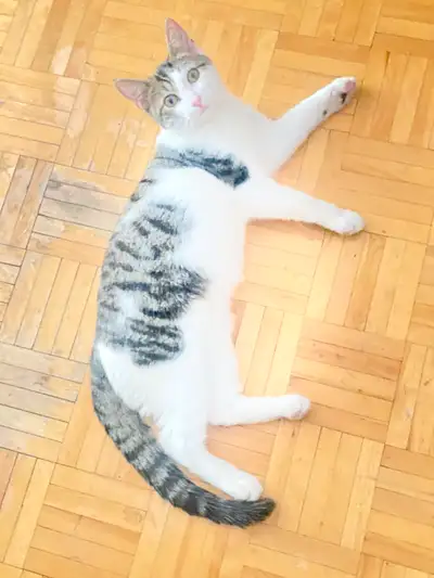 chatons a vendre, View more