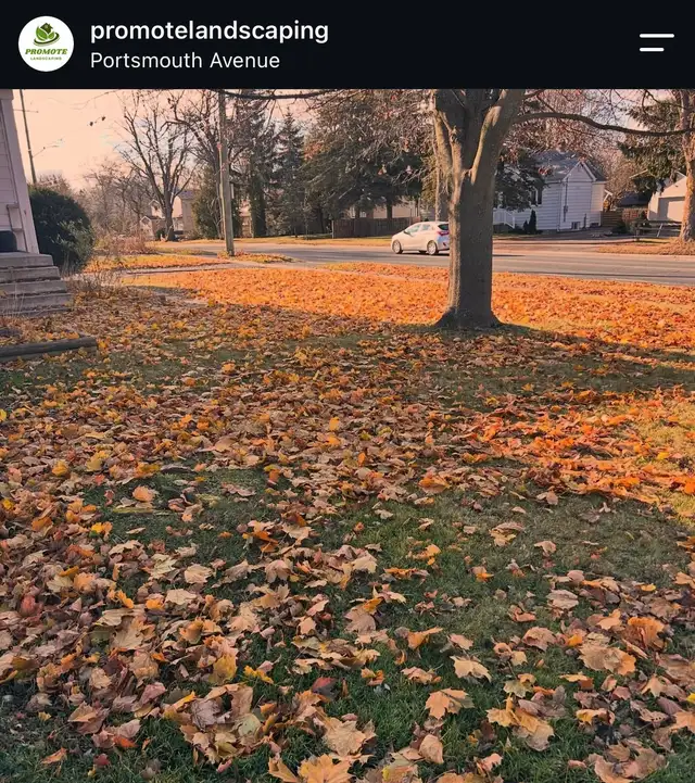 Fall Clean Up