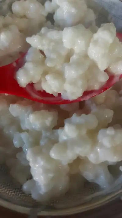 Milk kefir * Probiotic !, View more