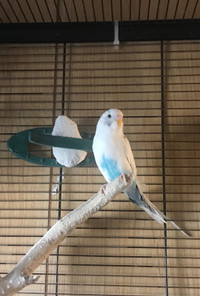 Two budgie