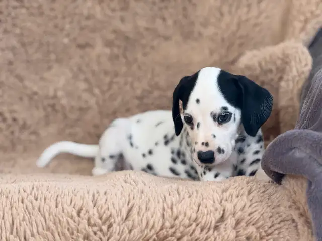 Dalmatian Puppies Ready Now ❤️ in Dogs & Puppies for Rehoming in North Shore - Image 8