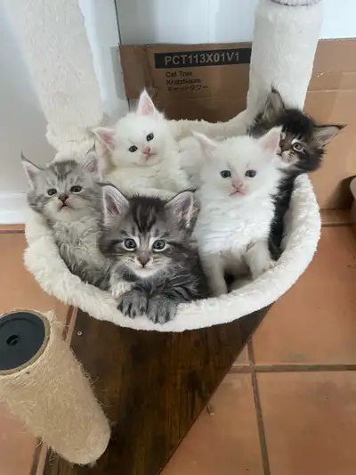 chatons Maine coon pour réservation , View more