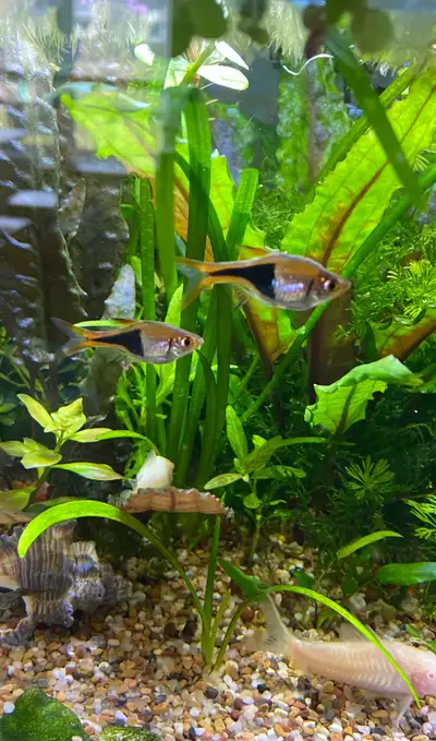 Bred locally in my tanks Loves Kitchener’s Hard Water Peaceful community fish Shrimp Safe Few Hundre...