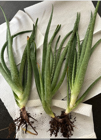 House plants - Three large Aloe Vera plants, not potted.