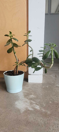 Jade plant 16" x 14" in an IKEA PAPAJA 5"x6" planter