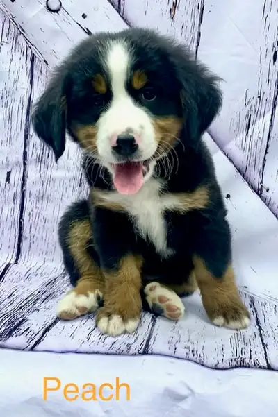 Bernese Mountain Puppies, View more