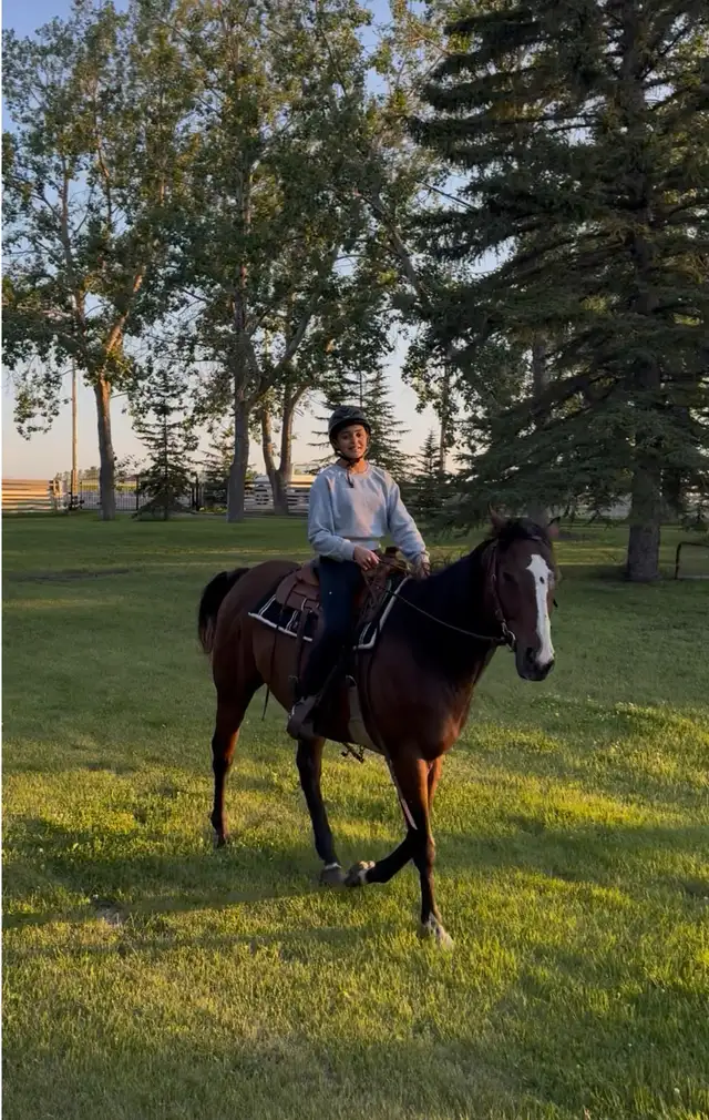 FOR SALE – 5- year old Gelding | Horses & Ponies for Rehoming | Calgary ...