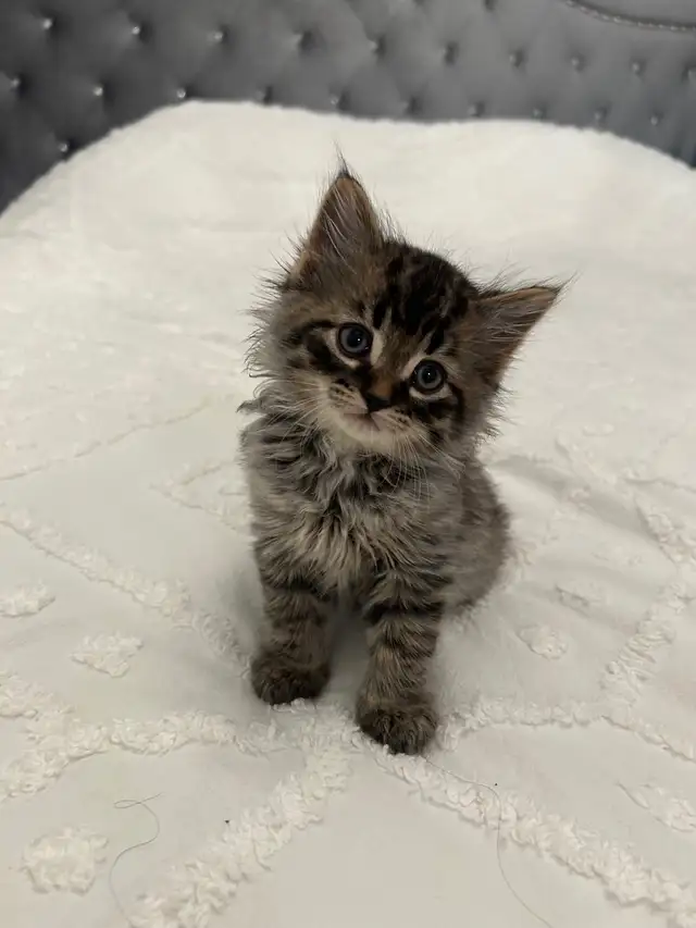   ♡ Siberian Kitten  ♡ health card* + sample food ❤️ in Cats & Kittens for Rehoming in City of Toronto - Image 3