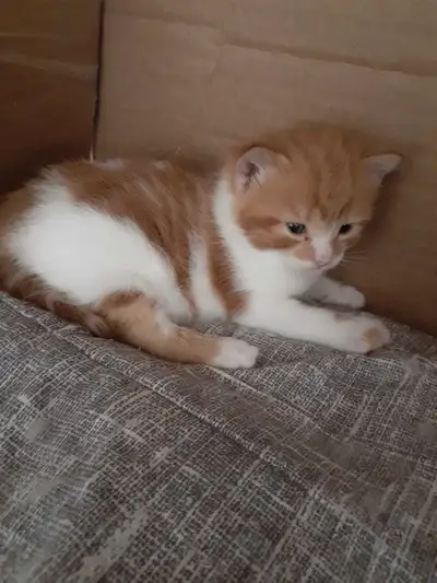 2 chatons roux et blanc mâles, 2 chatons roux et blanc femelle, 1 chaton 3 couleurs brun noir et bla...