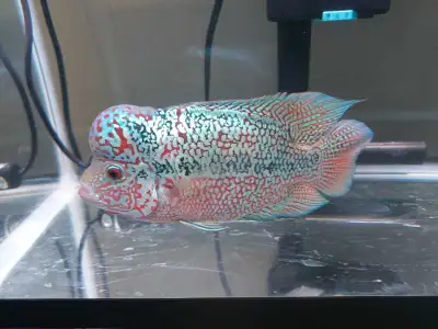 Imported Flowerhorn Cichlid, View more