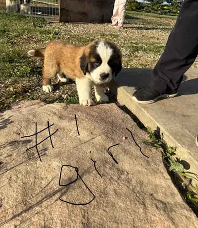 St. Bernard Puppies, View more