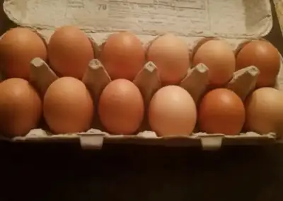 Hey Everyone We built a new chicken coop for our laying hens! As I have posted a few times in the pa...