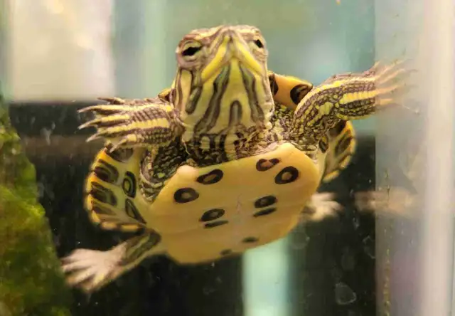 baby yellow belly cooter turtles in Reptiles & Amphibians for Rehoming in Kawartha Lakes - Image 2
