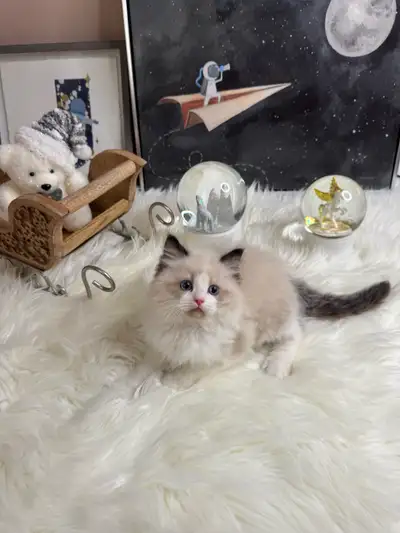 purebred ragdoll babies looking for new home, View more