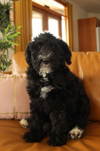 F1B small Bernedoodle puppies 