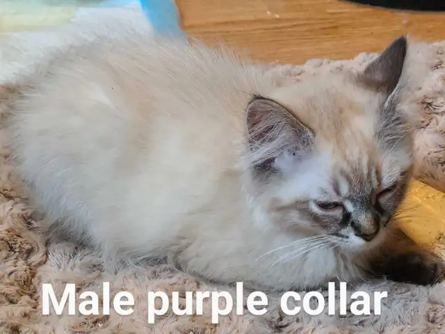 ADORABLE NEVA MASQUERADE SIBERIAN KITTENS