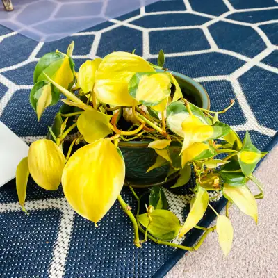 Heart-shaped golden potho - Philodendron Brasil, View more
