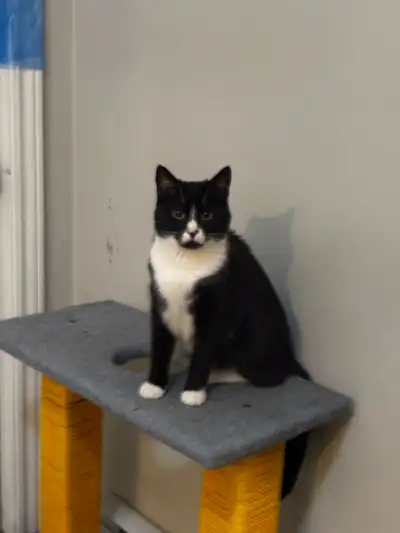 Tuxedo Cat, View more