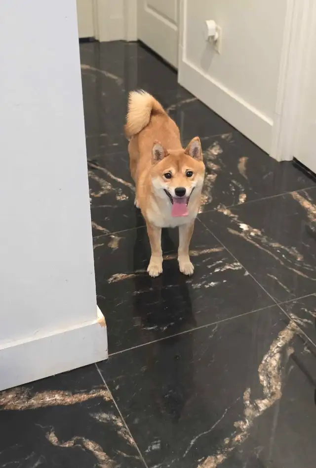 Shiba Inu☆Pure Race☆Faite Une Offre in Dogs & Puppies for Rehoming in Laurentides - Image 4