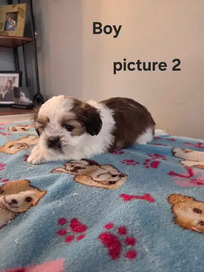 Cava-tzu puppies, View more