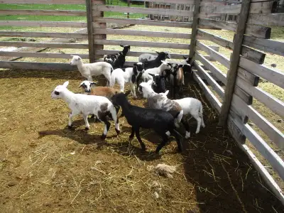 Lambs for sale  hair sheep,  Dorper Painted Desert, Black Belly, View more