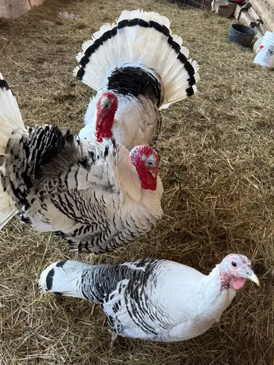 Royal Palm Turkeys , View more