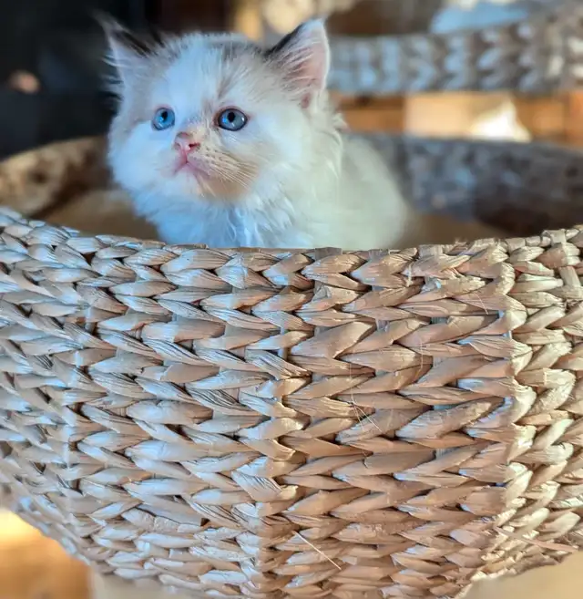 Ragdoll kittens registered with TICA in Cats & Kittens for Rehoming in Moncton - Image 5
