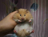 Syrian hamsters 