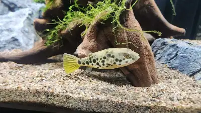 Juvenile Spotted Congo Puffer Fish - Healthy & Active, View more