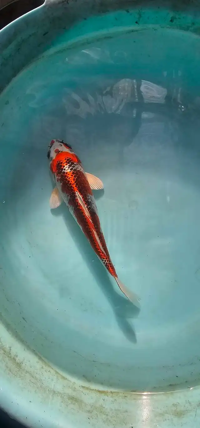 Japanese koi in Fish for Rehoming in Calgary - Image 8